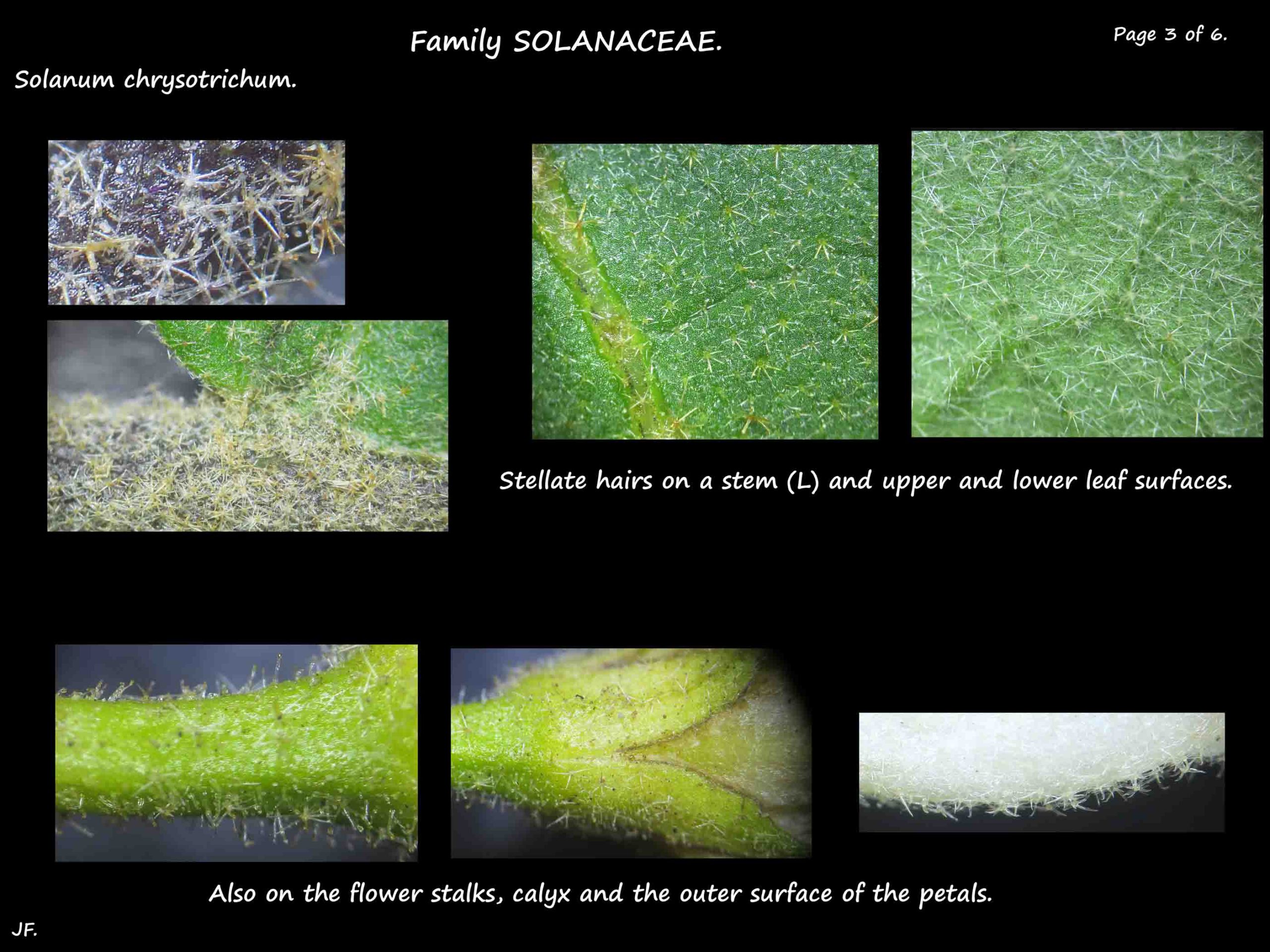 3 Solanum chrysotrichum leaf hairs